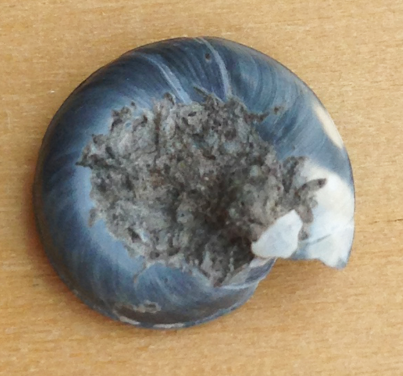 Conchiglia blu: Planorbis cfr. planorbis